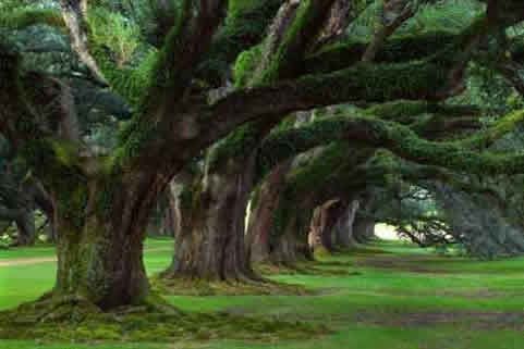 3月21日，華全動力和你關注“世界森林日”