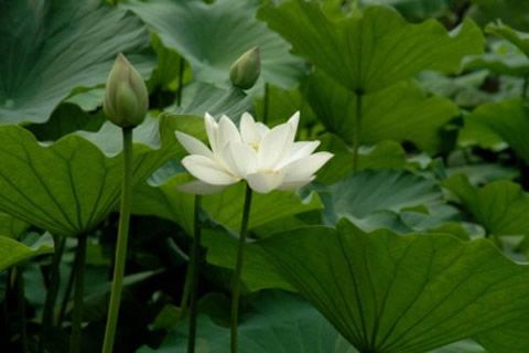 “夏至”最熱60天，華全借機搶市場