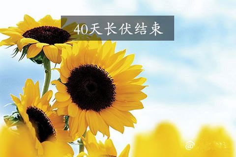 前日出伏熱已逝？華全發(fā)電機組旺銷仍將持續(xù)