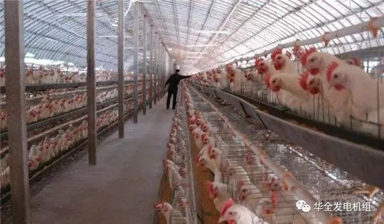 華全燃氣發(fā)電機組深受畜牧養(yǎng)殖業(yè)喜愛，竟是因為這！