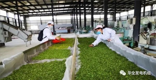 用電炒茶！華全800kw集裝箱發(fā)電機組發(fā)往大山深處